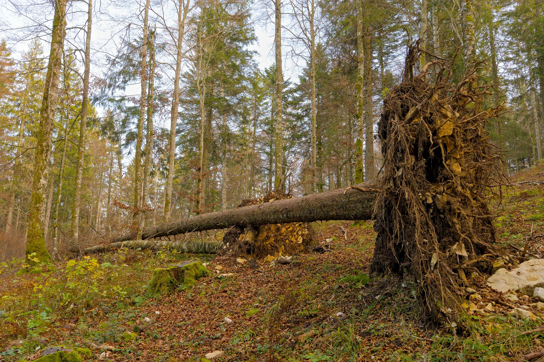 Enlèvement arbre urgence équipe à Mérignac